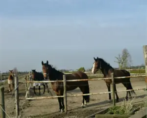 Stalling met het hele jaar buitengang te huur