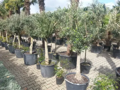 Olijfbomen met 30/40 cm stamomtrek te koop!!!!!! (Olijfboom)