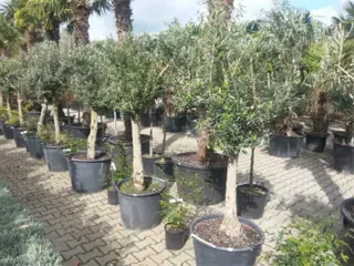 Olijfbomen met 30/40 cm stamomtrek te koop!!!!!! (Olijfboom)