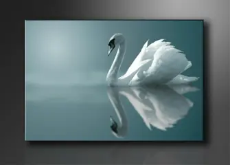 Nieuw canvas schilderij Zwaan 120 x 80 cm