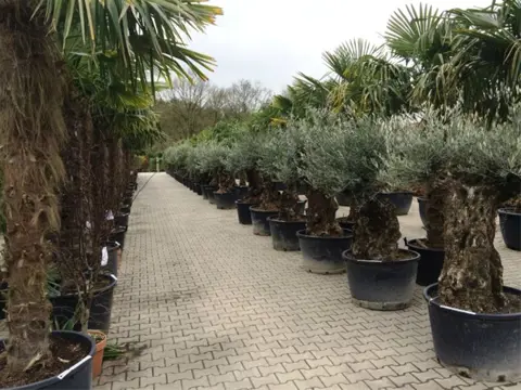 Olijfboom / Olijfbomen met 80/100 cm stamomtrek bonsai.