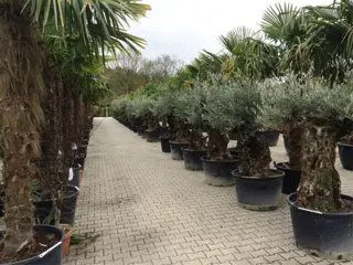 Olijfboom / Olijfbomen met 80/100 cm stamomtrek bonsai.