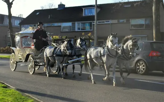 ASSEPOESTER SPROOKJES KOETS TE HUUR