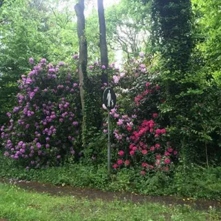 Rododendron kopen