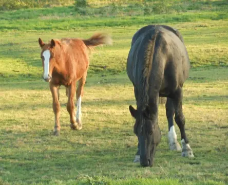 Landelijk, dierenliefhebbers, stalruimte, landerijen
