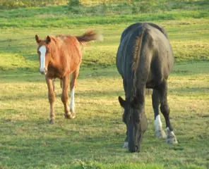 Landelijk, dierenliefhebbers, stalruimte, landerijen