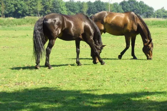 Woonboerderij, weiland, paardenboxen, gerenoveerd