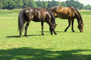 Woonboerderij, weiland, paardenboxen, gerenoveerd