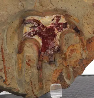 Zeldzaam marellomorf fossiel van de beste kwaliteit - -