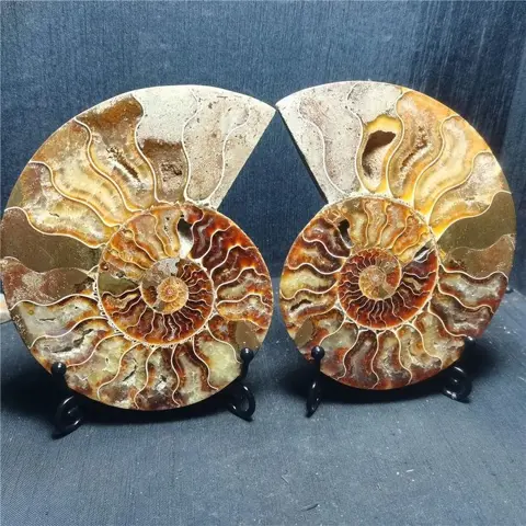 Een paar fossiele ammonietschijfjes - 140×107×17 mm