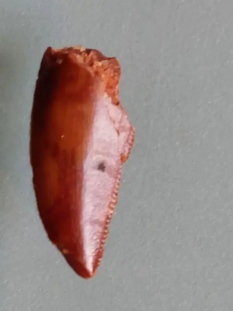 Theropoda - Tand - Abelisauridae - 20×10×6 mm