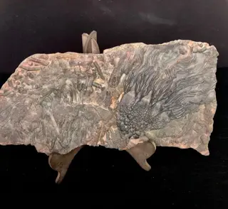 Crinoide - Matrix plaat - Scyphocrinites elegans - 4×22×42