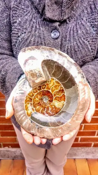 Ammoniet - Fossiel - Cleoniceras - 20×18×4 cm