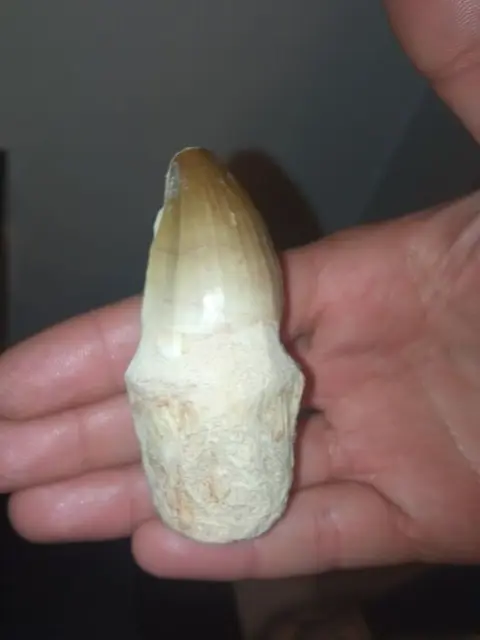 Ongelooflijke mosasaurus + displaylijst - gewortelde