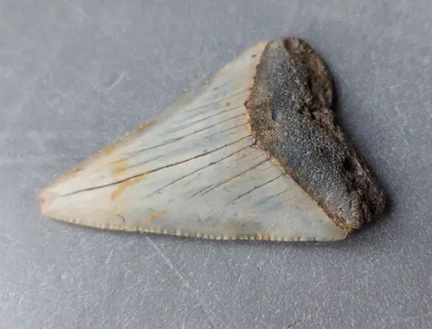 Witte haai - Tand - Carcharodon carcharias - 59×39×11 mm