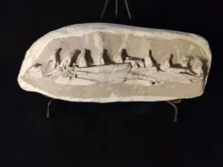 Mosasaurus - Maxilla - Prognathodon Sp. - 11×14×38 cm