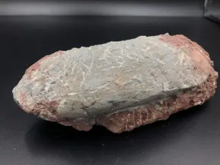 Fossiel - dinosaurus ei - Oviraptor sp. - 7×10×20 cm