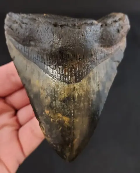 Megalodon - Tand - USA BEAUTIFUL CONTRASTS MEGALODON TOOTH