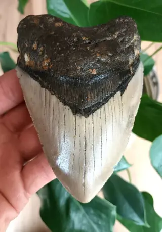 Megalodon - Tand - Unique Fat One ! - 115×79×27 mm