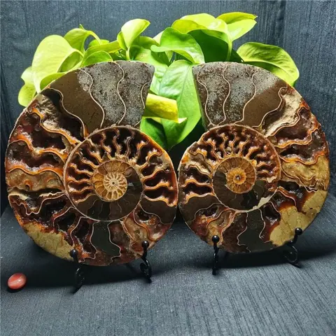 Een paar fossiele ammonietschijfjes - 158×128×13 mm