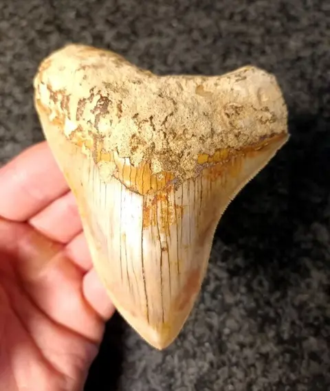 Megalodon - Tand - 110×89×21 mm