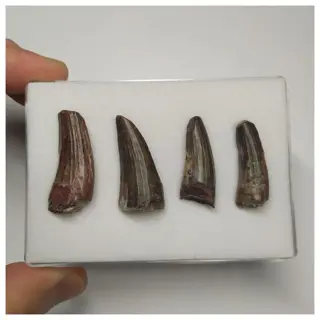 Set van 4 uiterst zeldzame Suchomimus tenerensis