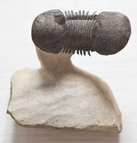 Trilobiet - Op matrix - Paralejurus spatuliformis - 0×0×0 mm