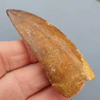 Large serrated dinosaur - Tand - Carcharodontosaurus