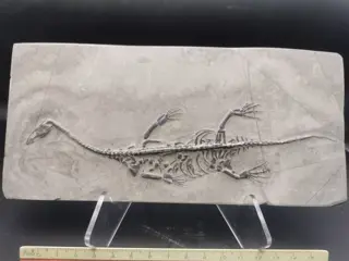 Fossiel - Op matrix - Keichousaurus sp. - 0.5×10×21 cm