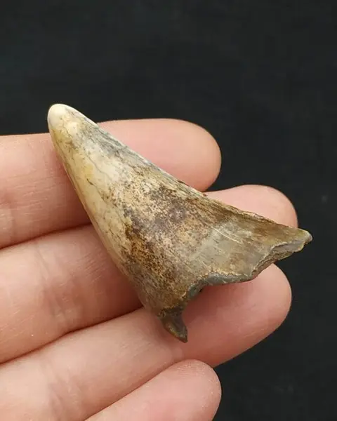 Baby holenbeer - Tand - Ursus spelaeus - 48×28×21 mm