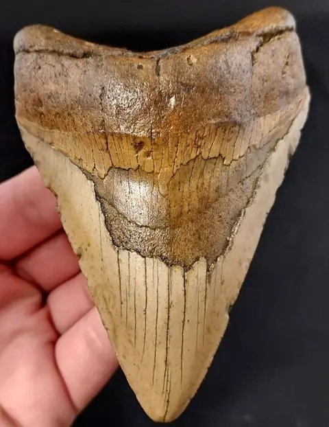 Megalodon - Tand - USA BEAUTIFUL ROBUST MEGALODON TOOTH -