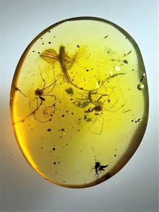 Birmese Amber-?Pseudoscorpionida met twee Opiliones en