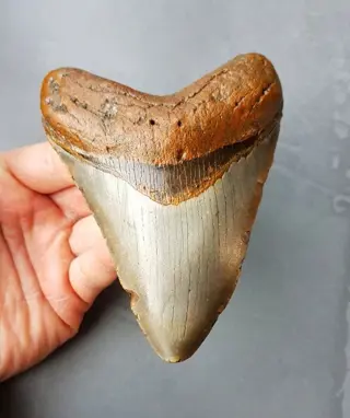 *USA* Megalodon - Tand - 129×97×25 mm