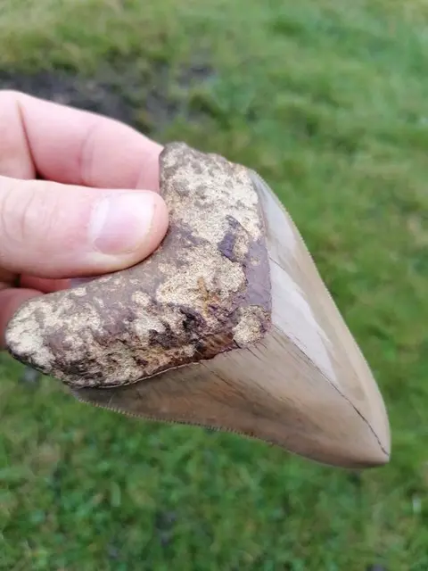 Perfecte tand Megalodon Museum kwaliteit!!! - Tand -