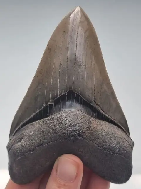 Megalodon - Tand - Carcharocles Megalodon - 11.8×8×2.3 cm