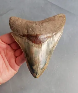 *rare colormix* Megalodon - Tand - 140×111×29 mm