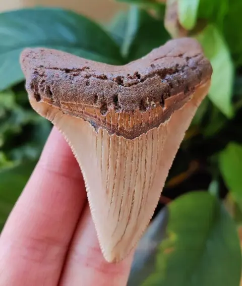 Chubutensis - Tand - Chubutensis - 74×56×12 mm