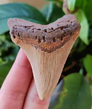 Chubutensis - Tand - Chubutensis - 74×56×12 mm