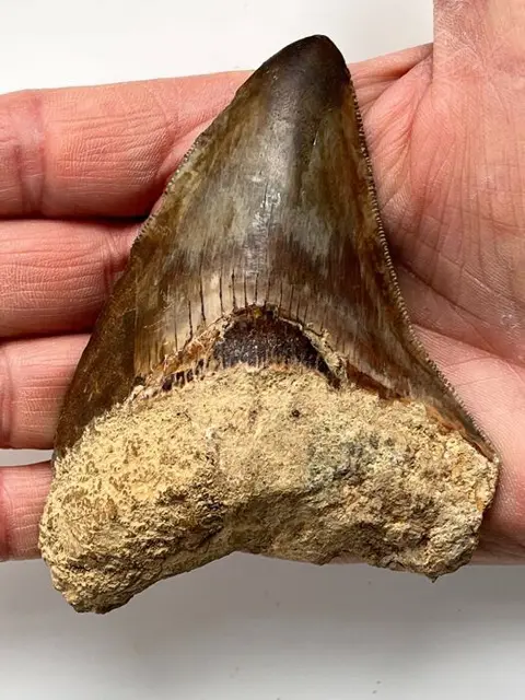 Kwaliteit Megalodon-tand, - 10,2 cm (4,02 inch) -