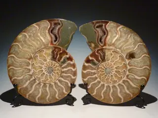 Ammoniet - cleoniceras albiense paar - 14×11×1.5 cm