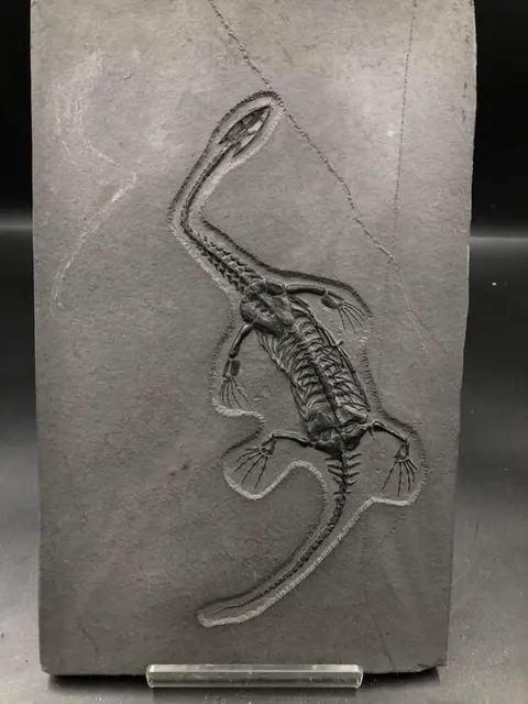 Keichousaurus sp. (Replica) - Matrix plaat - 1×18×28 cm