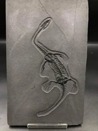 Keichousaurus sp. (Replica) - Matrix plaat - 1×18×28 cm