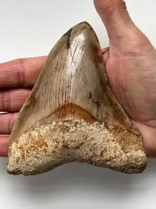 Kwaliteit Megalodon-tand, - 12,5 cm (4,92 inch) -