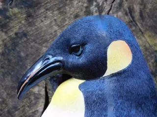 Beeld van een Pinguïn