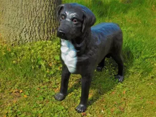 Hond van een labrador,hond