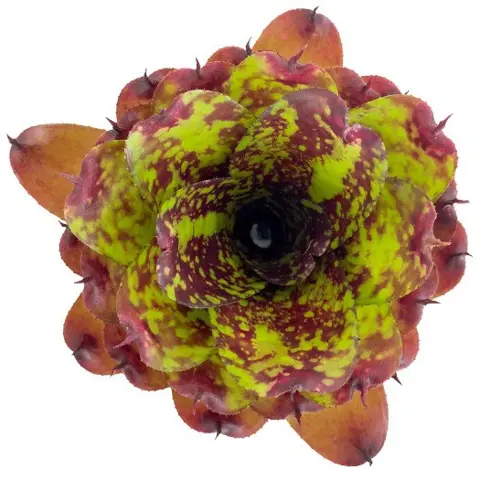 Bromelia Neoregelia kopen