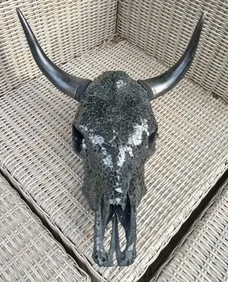 Buffel schedel ingelegd in glas--een sieraad in huis