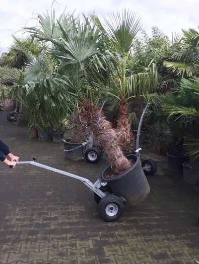 Transportkar PMM , voor de grotere potten