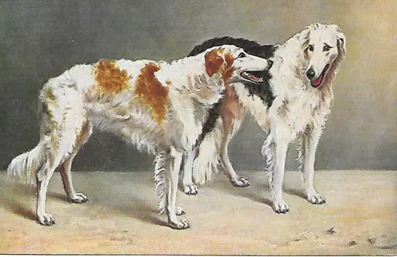 Fantasie - thema honden, rashonden, jachthonden - Ansichtkaarten (Collectie van 85) - 1905-1983