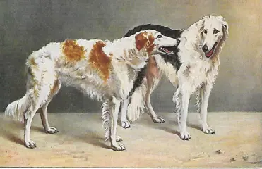 Fantasie - thema honden, rashonden, jachthonden - Ansichtkaarten (Collectie van 85) - 1905-1983